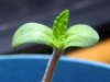 firstleaves01.JPG