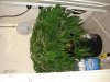 DSC03151.jpg