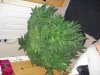 DSC03160.jpg