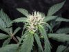 Mossys seeds 002.jpg