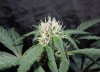 Mossys seeds 003.jpg