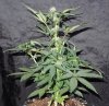 Mossys seeds 006.jpg