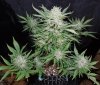 Mossys seeds 009.jpg