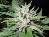 Mossys seeds 010.jpg