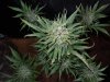 Mossys seeds 012.jpg
