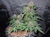 Mossys seeds 017.jpg