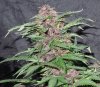 Mossys seeds 018.jpg