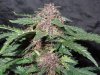 Mossys seeds 021.jpg