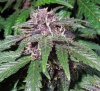 Mossys seeds 024.jpg
