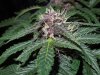 Mossys seeds 025.jpg