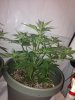 Day 32 S#2.jpg