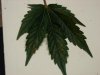 DSC00368.jpg