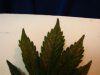 DSC00369.jpg