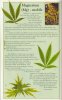 519911419-19753Magnesium.jpg