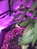 D8571070-CB61-4C09-ADEB-5AA08D24A44E.jpeg