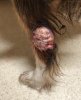 Vet photo small.jpg