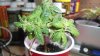 DSC01487.JPG
