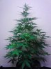 blue mystic 2nd  pic.jpg