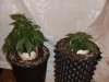 g13 & cc.jpg