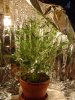 1st grow 069.jpg