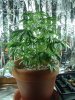1st grow 070.jpg