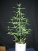 AUTO CHEESE CANDY_4-19-13 1 @ 27 Days.jpg