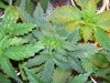 100_0446.jpg