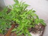 100_0428.jpg
