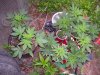 100_0430.jpg