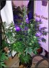 DSC00502.jpg