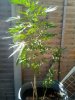 IMG_20190807_145456_1CS.jpg