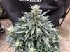 sc2 - day 44- bud.JPG