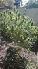 IMG-20190426-WA0014.jpeg