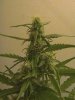 CAM_0284.JPG