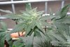 DSC_1452.jpg