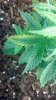 2013-04-21_12-40-40_241.jpg 2013-04-21_12-40-40_241.jpg