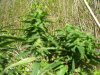 100_0473.jpg