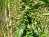 100_0474.jpg