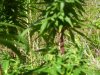 100_0478.jpg