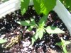 100_0517.jpg