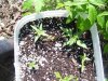100_0518.jpg