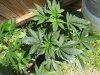 100_0528.jpg