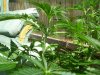 100_0532.jpg