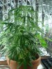 1st grow 072.jpg