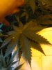 better update 039.JPG