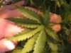 better update 047.JPG
