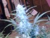 IMG_20130422_101333.jpg
