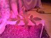 IMG_20130423_170535.jpg