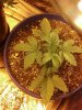 2013-04-23_19-04-45_84.jpg 2013-04-23_19-04-45_84.jpg