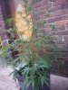 OG-9.5weeks.jpg